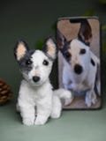 Custom Pet Replica Dog Plush,Photo of pet into custom stuffed animal,Handmade Pipe Cleaner Dollhouse Dog,Personalized Pet Plush Pet Memorial